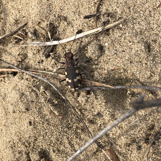 Cicindela hybrida - öves homokfutrinka
