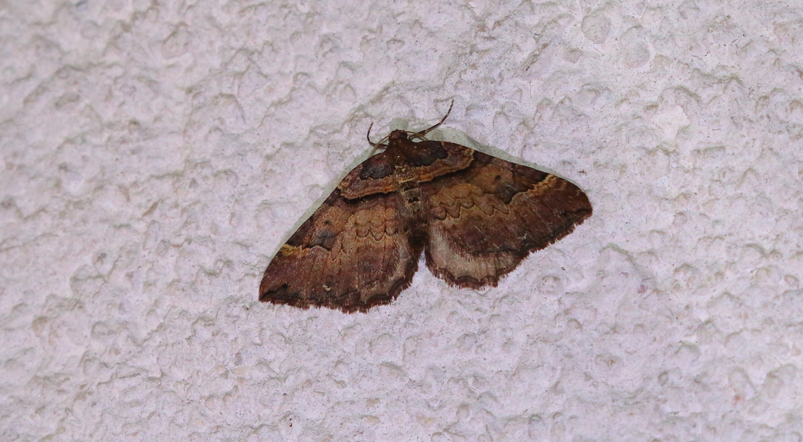 Earophila badiata - csipkerózsa-araszoló