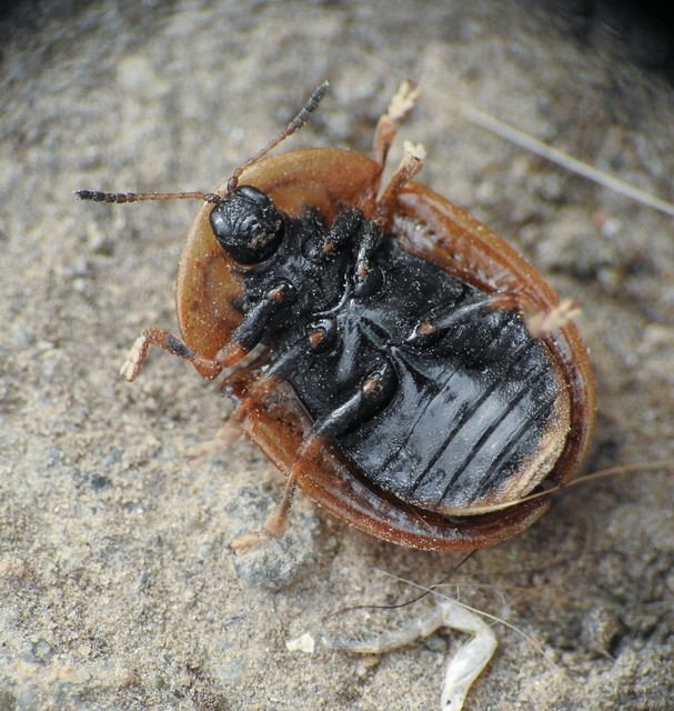 Cassida canaliculata - karimás pajzsbogár