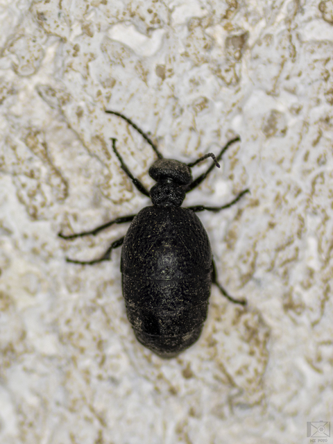 Meloe rugosus - ráncos nünüke