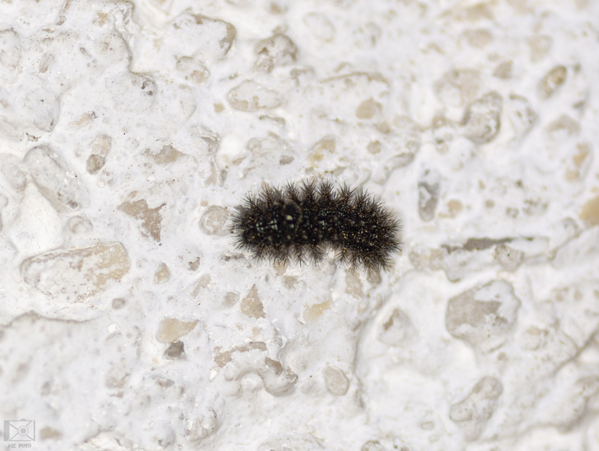 Melitaea cinxia - réti tarkalepke