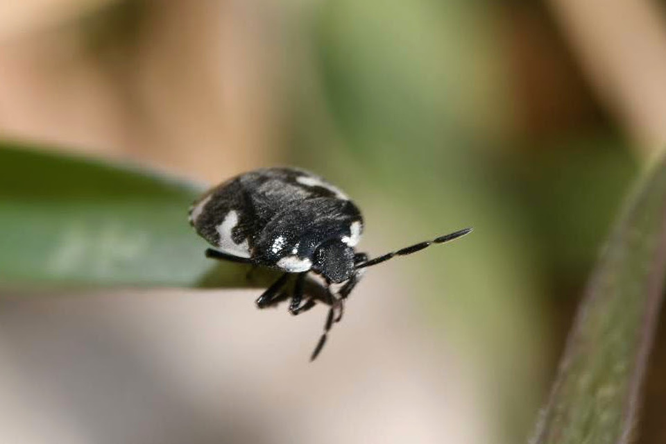 Tritomegas bicolor - foltos földipoloska