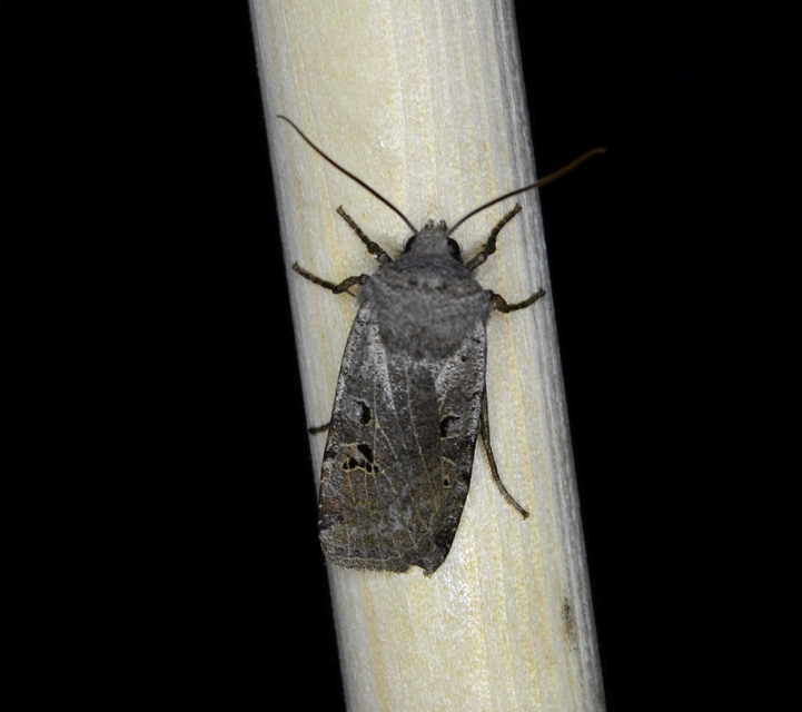 Conistra rubiginosa - szürke télibagoly