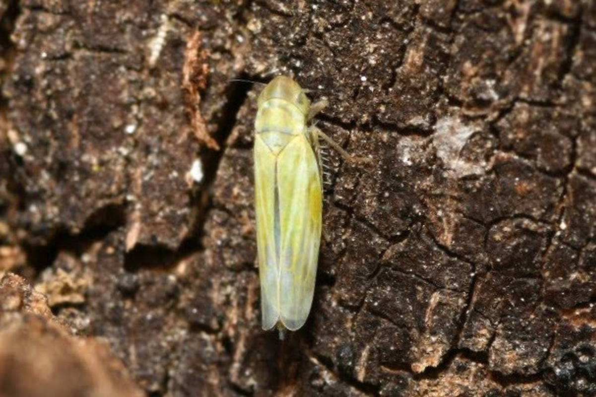 Dikraneura variata