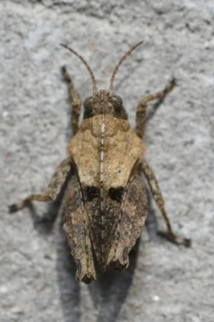 Tetrix tenuicornis - vékonycsápú tövishátúsáska