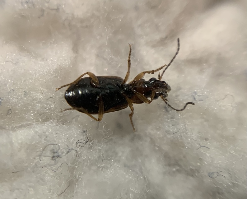 Dicheirotrichus placidus - pillásszemű szőrösfutó