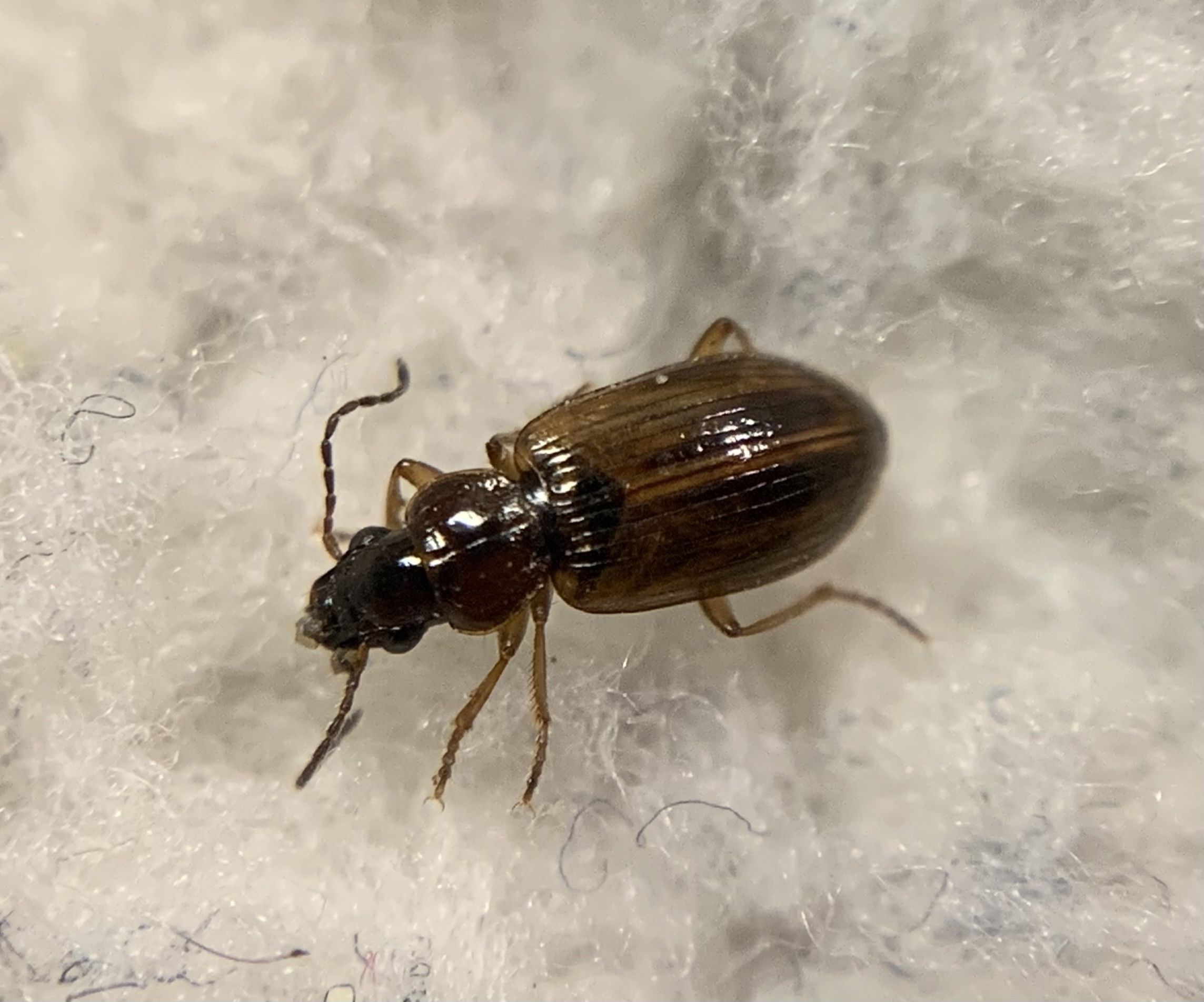 Dicheirotrichus placidus - pillásszemű szőrösfutó