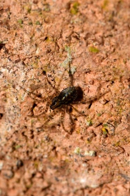 Tegenaria