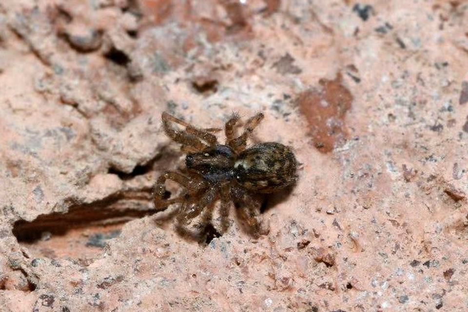 Tegenaria