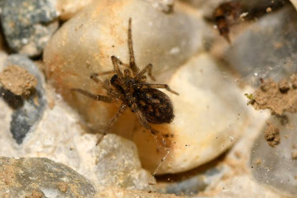 Tegenaria