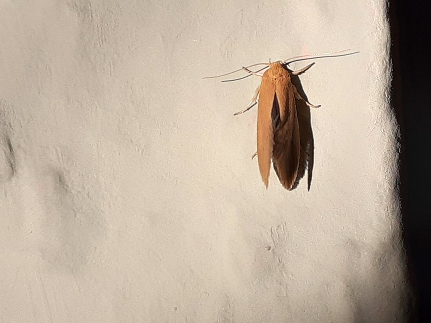 Crassa unitella - aranybarna díszmoly