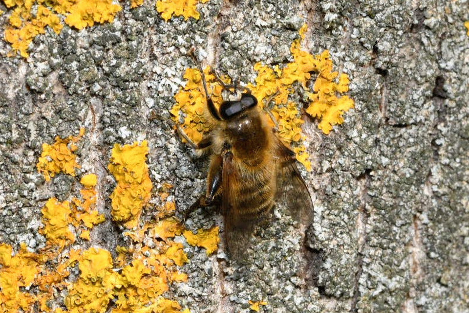 Brachypalpus