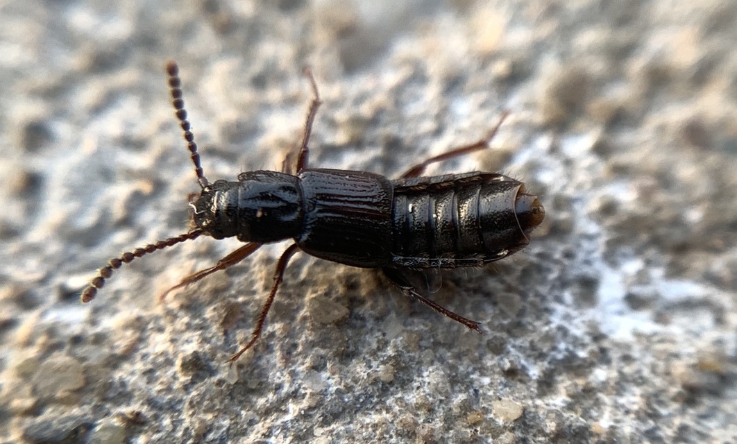 Coprophilus striatulus - közönséges peceholyva