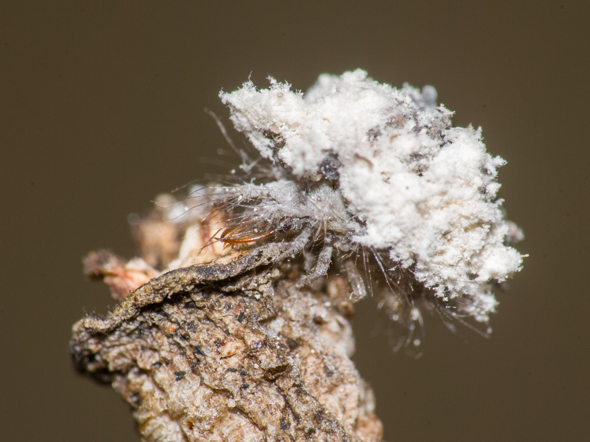 Chrysopidae - zöldfátyolkák