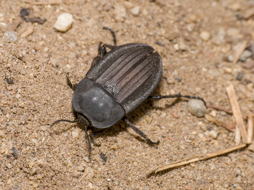 Silpha carinata - karimás dögbogár