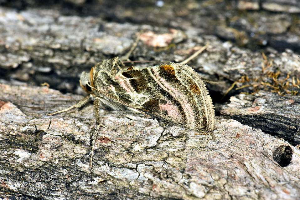 Euchalcia variabilis - sisakvirág-aranybagoly
