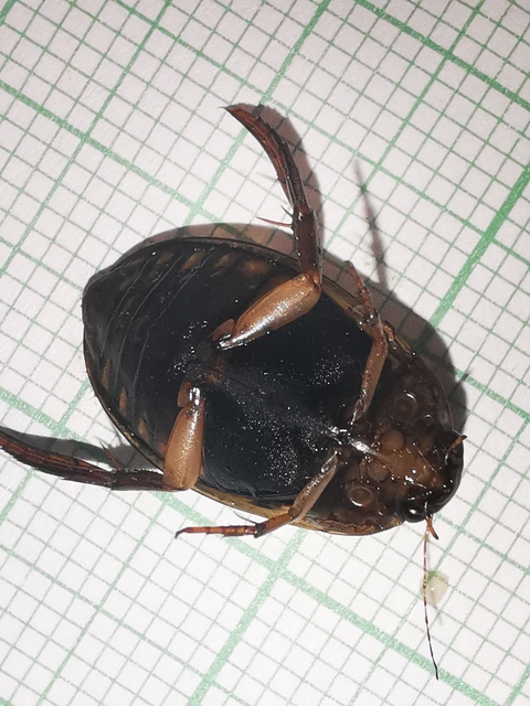 Acilius canaliculatus - sárgacombú barázdáscsíkbogár
