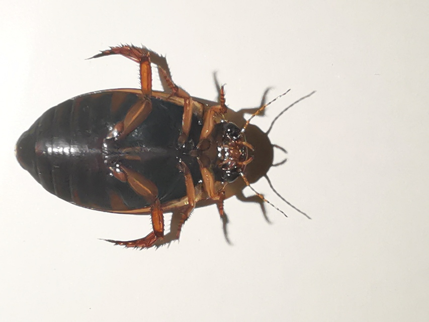 Rhantus bistriatus - sávosnyakú particsíkbogár