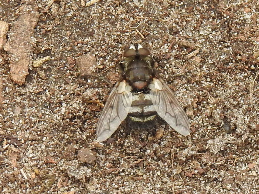 Ernestia puparum