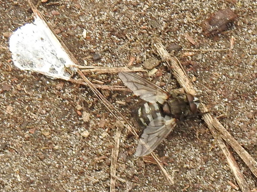 Ernestia puparum