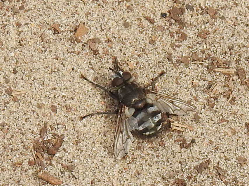 Ernestia puparum