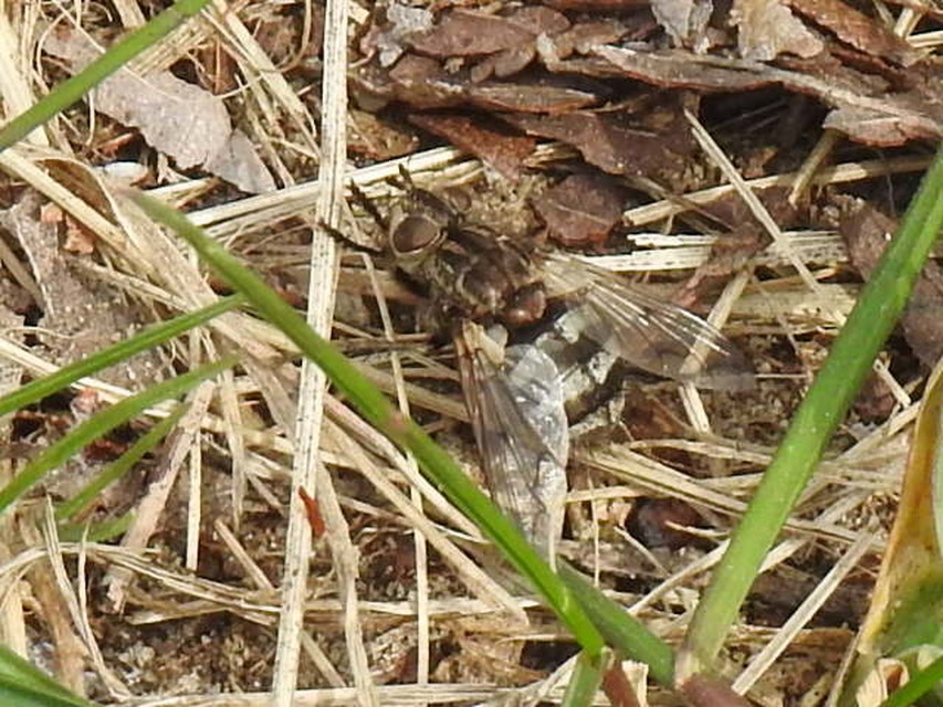 Ernestia puparum