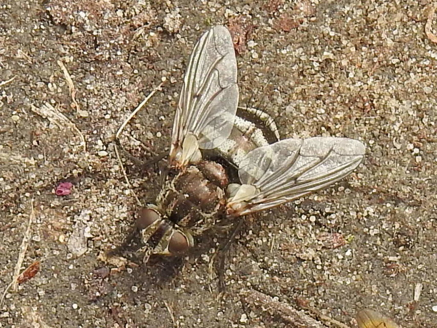 Ernestia puparum