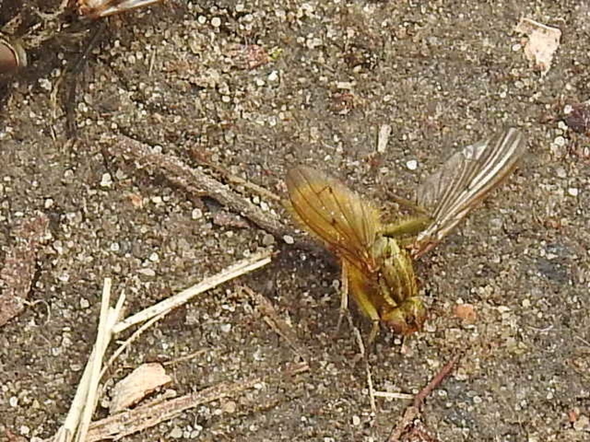 Scathophaga stercoraria - közönséges trágyalégy