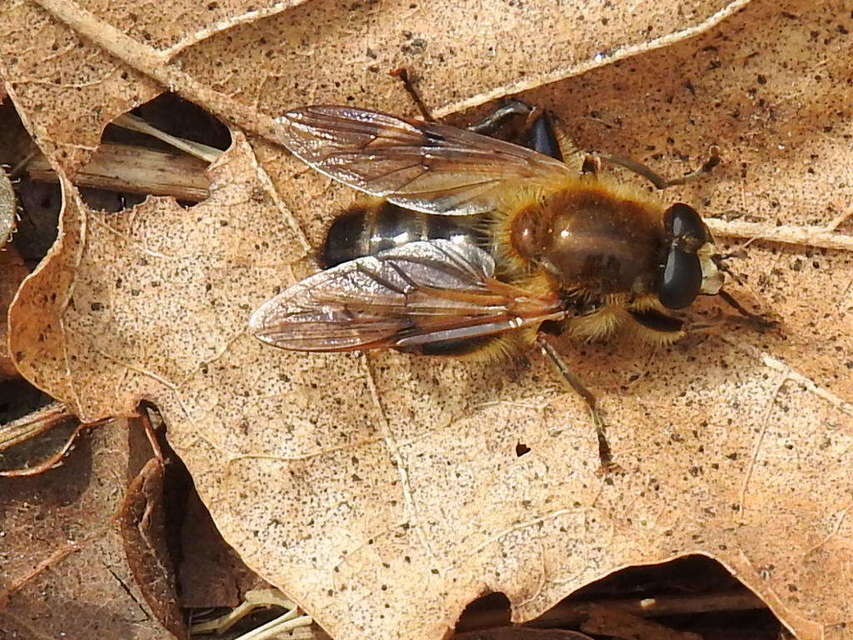 Brachypalpus