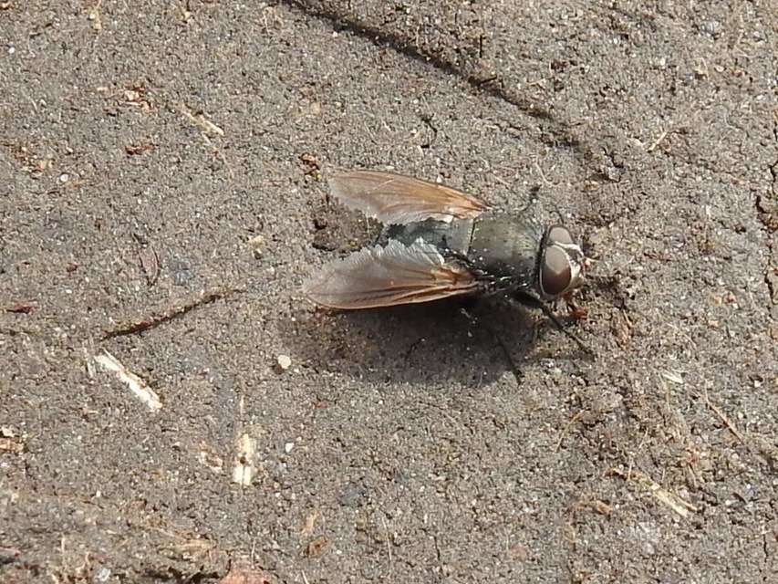 Pollenia
