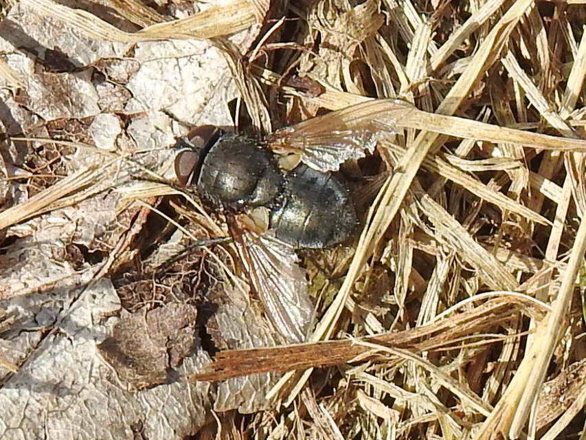 Pollenia
