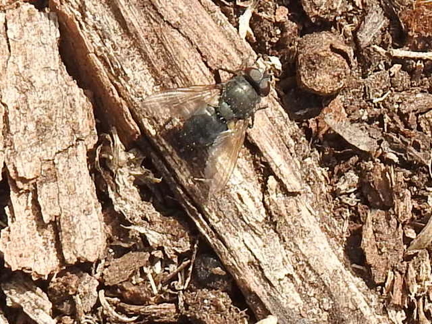 Pollenia