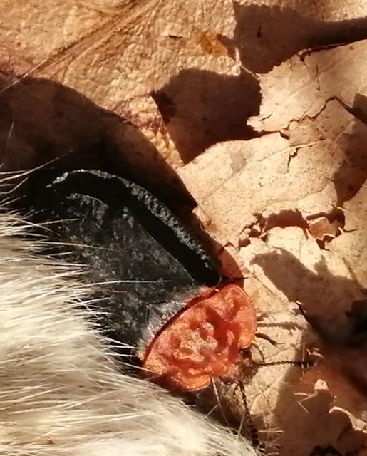 Oiceoptoma thoracicum - vörösnyakú dögbogár