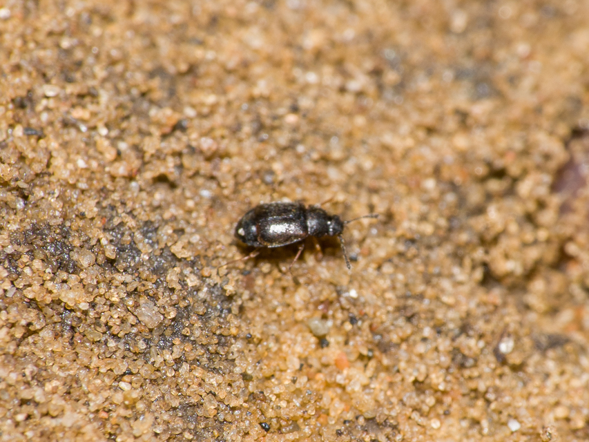 Proteinus