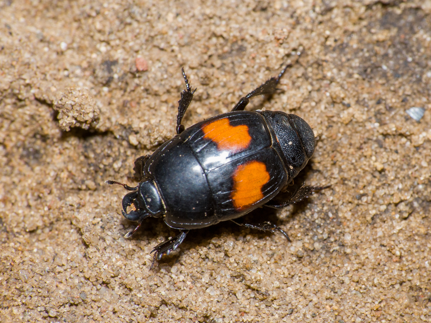 Margarinotus bipustulatus - vörösfoltos sutabogár