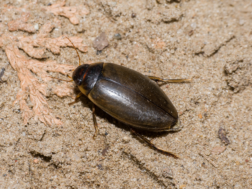 Colymbetes fuscus - gyakori recéscsíkbogár