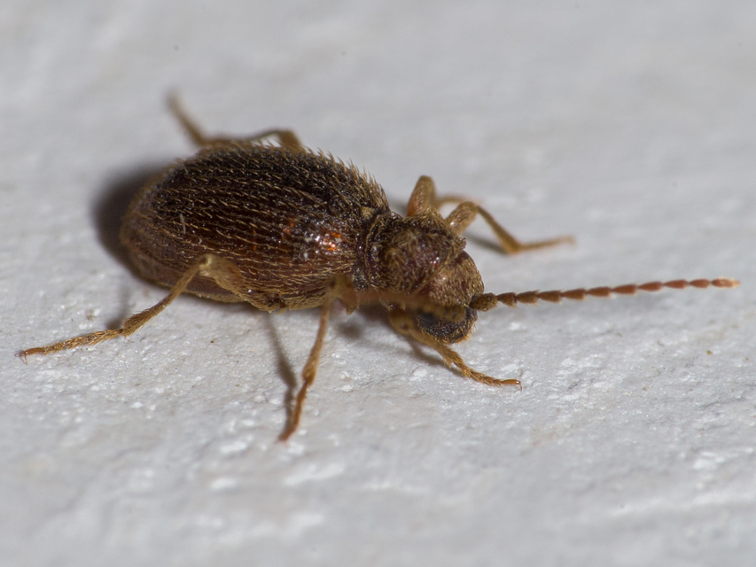 Ptinus latro - egyszínű tolvajbogár