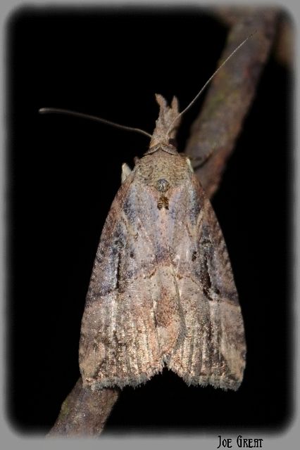 Hypena rostralis - közönséges karcsúbagoly