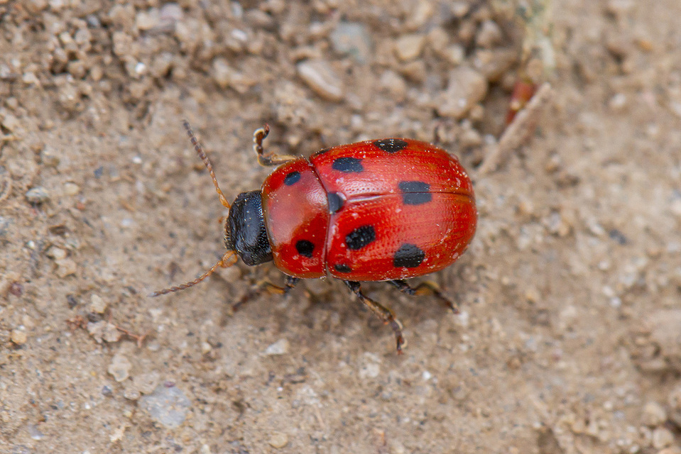 Gonioctena fornicata - közönséges lucernabogár
