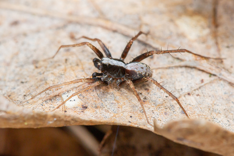 Pardosa alacris/lugubris