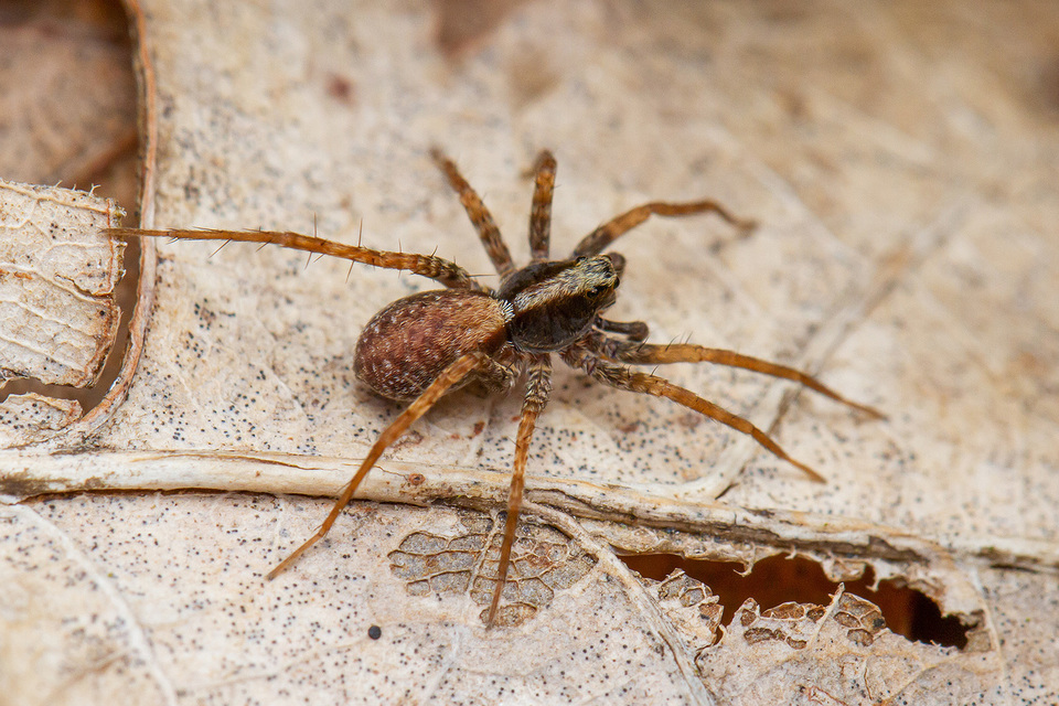 Pardosa alacris/lugubris
