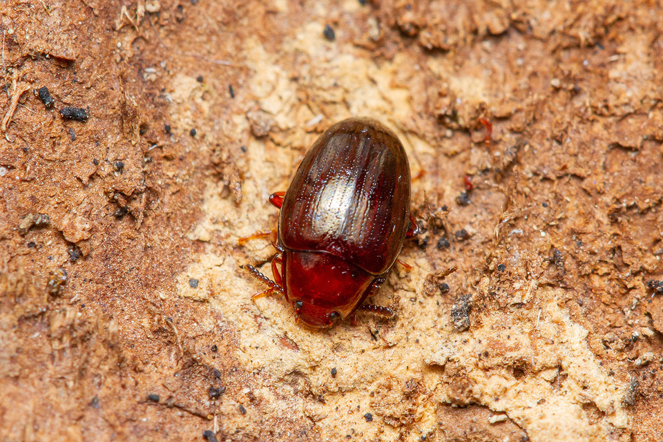 Scaphidema metallicum - fémzöld taplóbogár