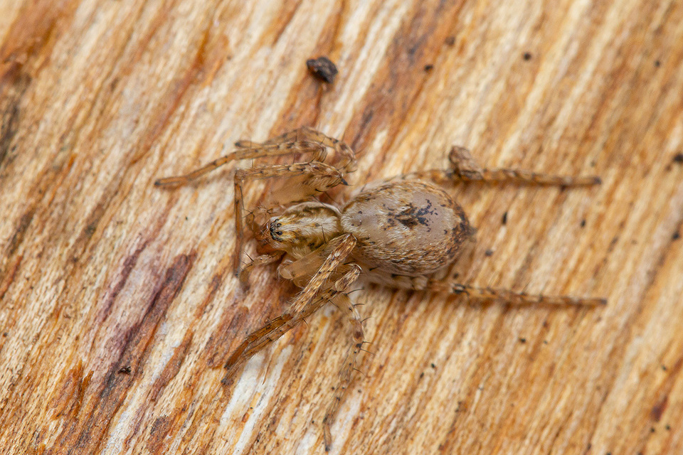 Anyphaena accentuata - jegyespók