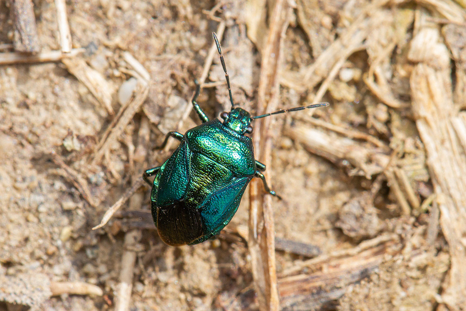 Zicrona caerulea - acélkék poloska Zicrona caerulea - acélkék poloska