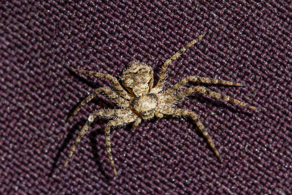 Philodromus poecilus - cifra karolópók