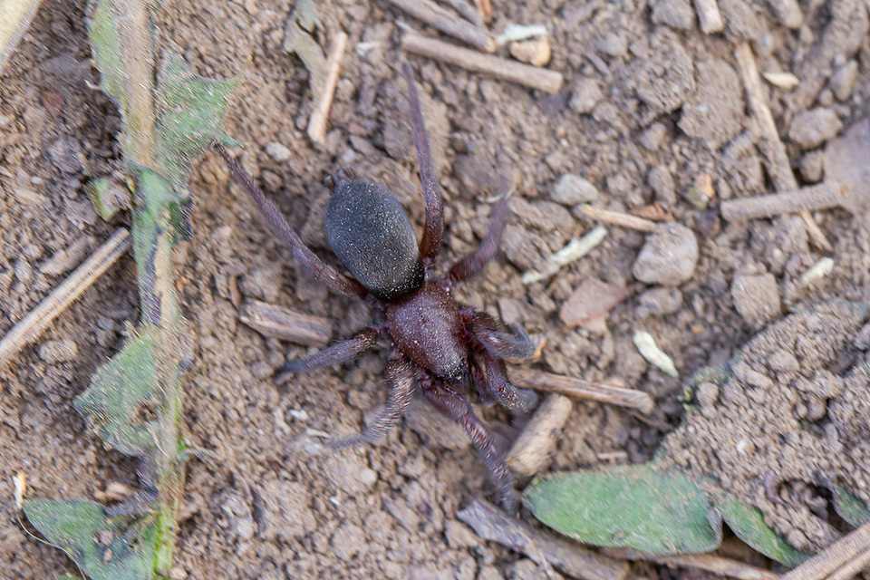 Scotophaeus