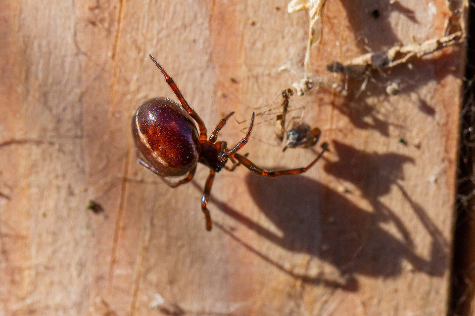 Steatoda bipunctata - kétpettyes faggyúpók