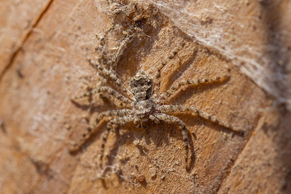 Philodromus poecilus - cifra karolópók