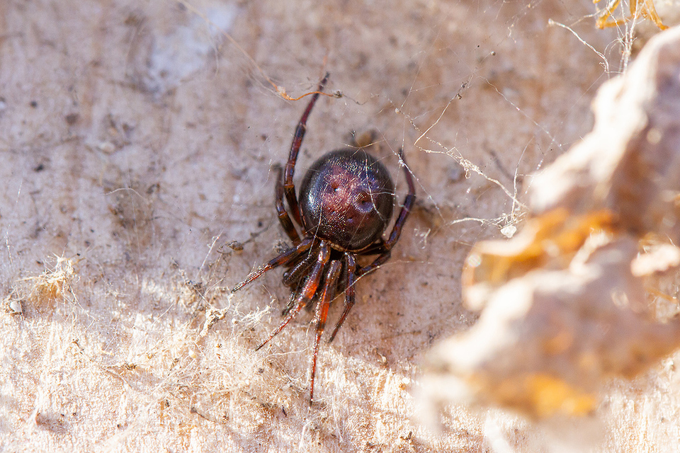 Steatoda bipunctata - kétpettyes faggyúpók