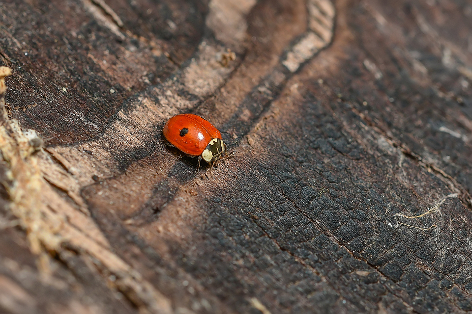 Adalia bipunctata - kétpettyes katica